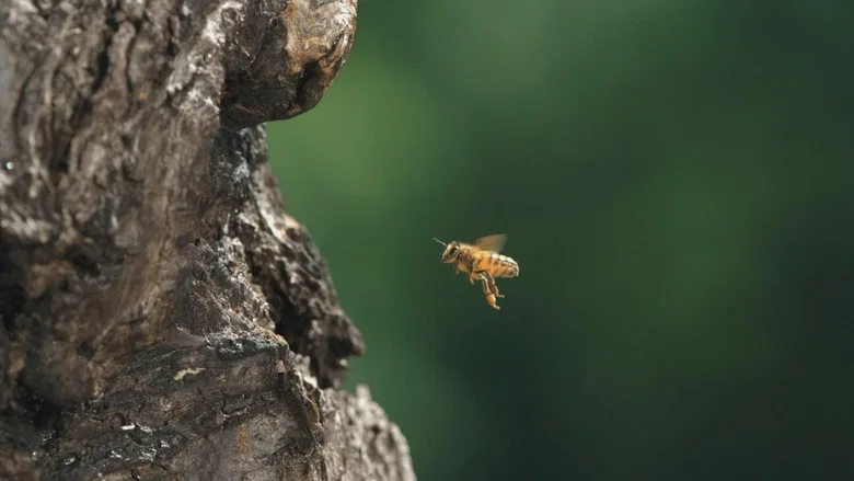 Diary of a Bee screenshot 3