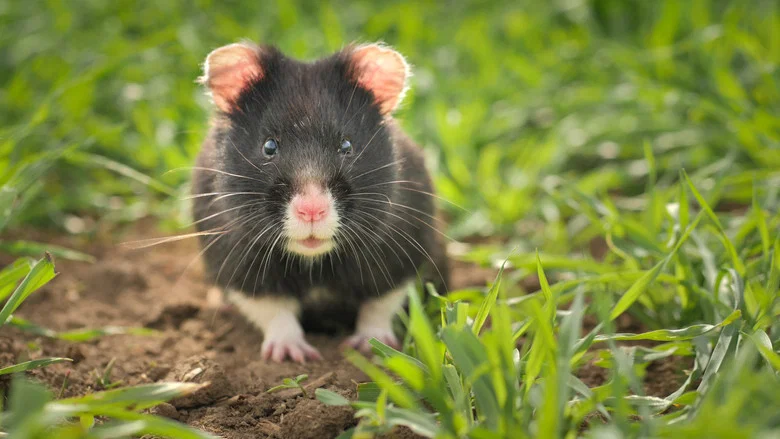 The Last Common Hamsters screenshot 2