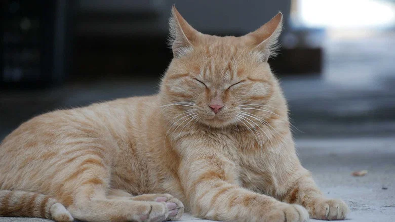 I am a Cat screenshot 1