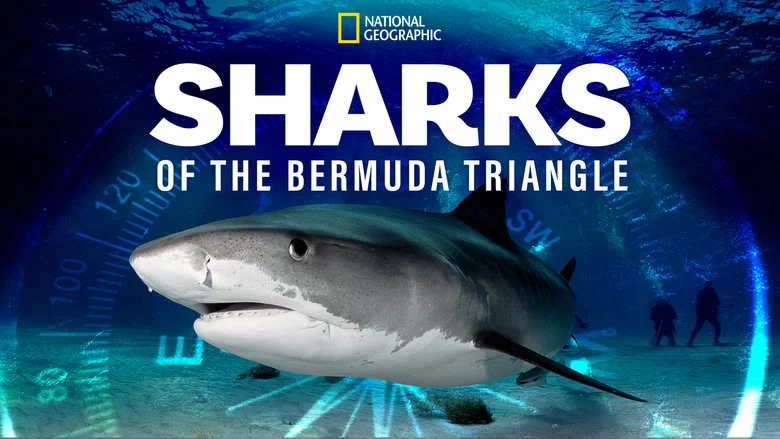 Sharks of the Bermuda Triangle screenshot 8