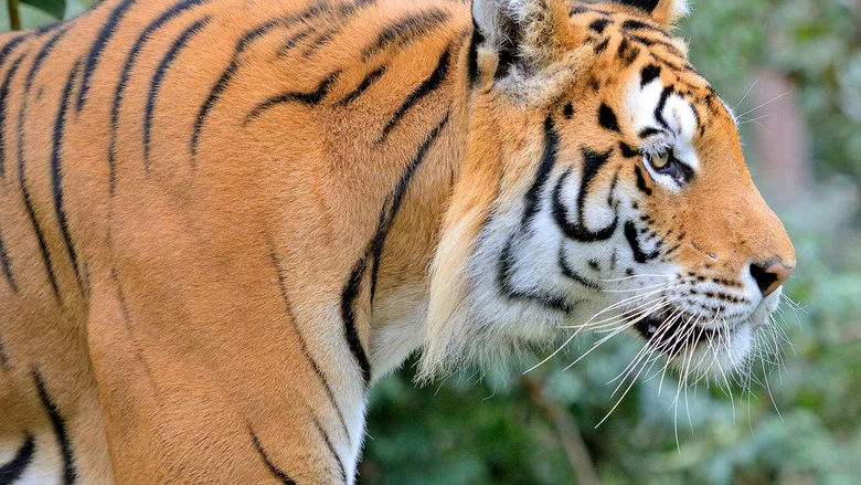 Siberian Tiger, The Secret Kingdom screenshot 4