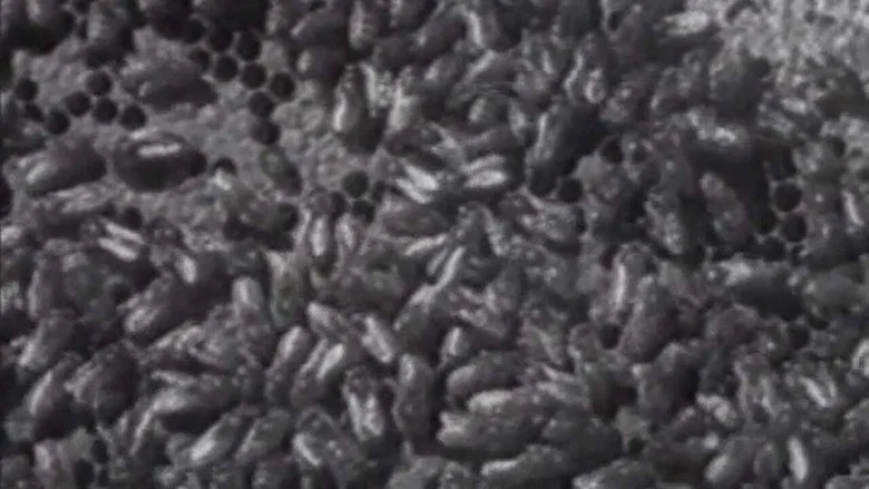 Wax, or The Discovery of Television Among the Bees screenshot 4