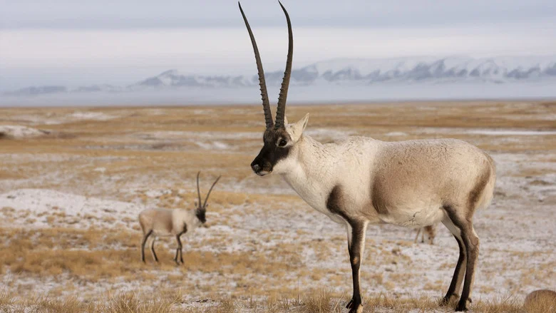 Rare Survivors: China's Iconic Wildlife screenshot 1