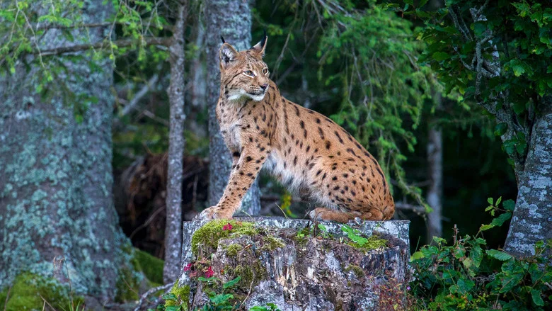 Lynx screenshot 1
