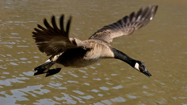 Winged Migration screenshot 4