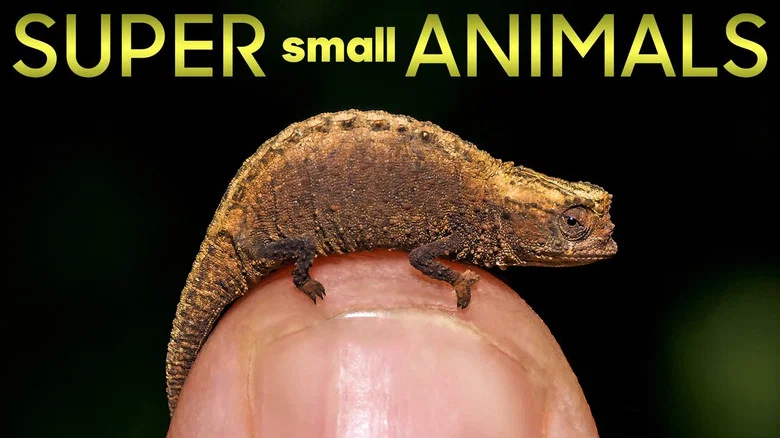 Super Small Animals screenshot 1