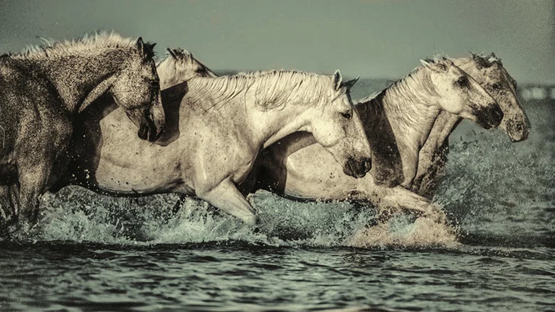 Dream of the Wild Horses screenshot 1