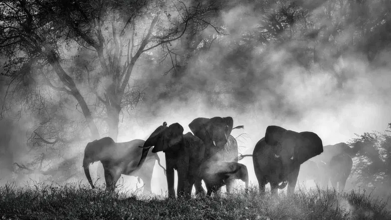Ghost Elephants screenshot 2