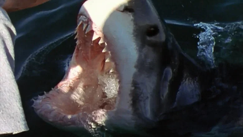 National Geographic Ultimate Shark screenshot 1
