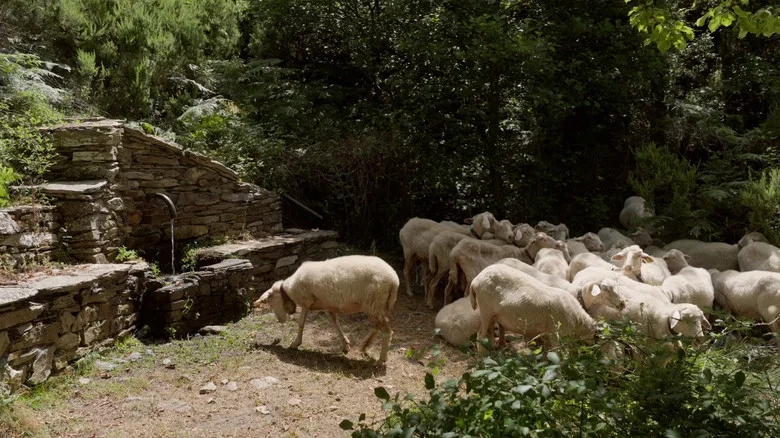 Sonaggios screenshot 1