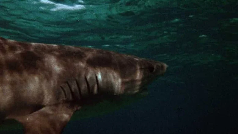 Mako: The Jaws of Death screenshot 7