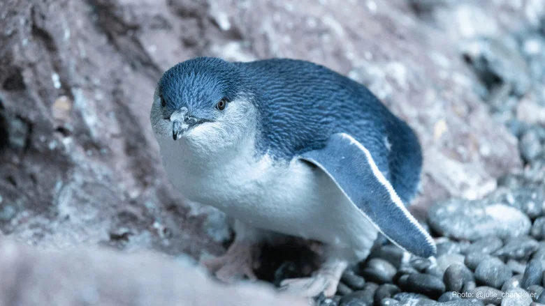 Kororā: Little Blue Penguin screenshot 3