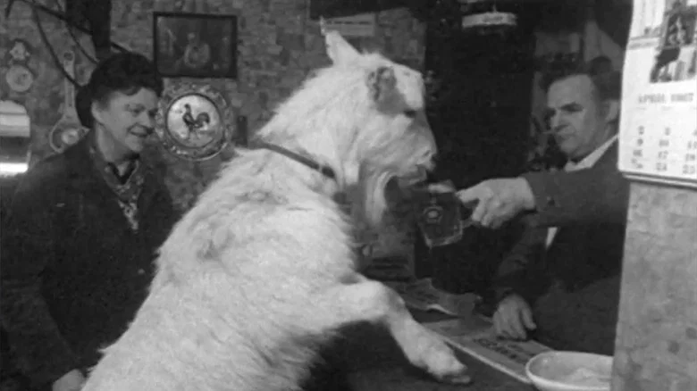Beer-drinking Billy screenshot 1