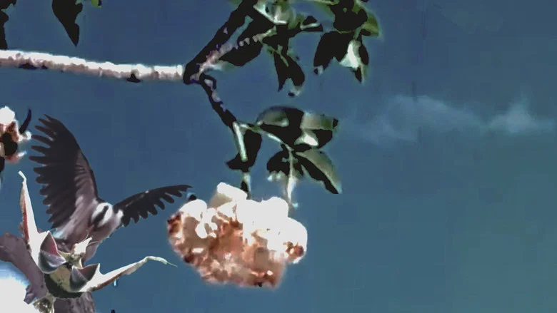 Baobab: Portrait of a Tree screenshot 1