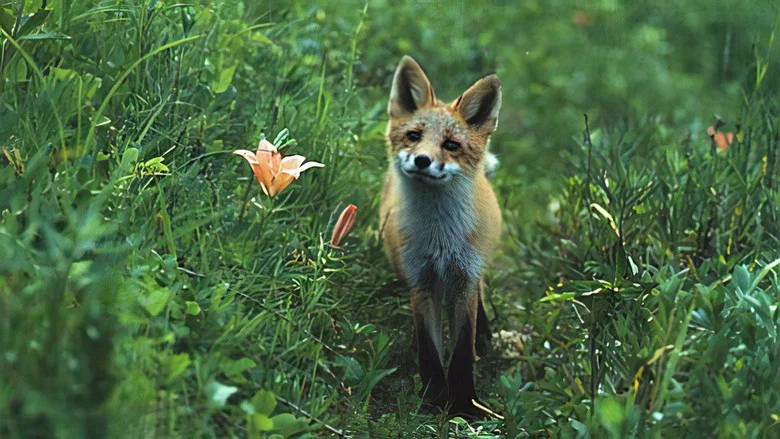 The Glacier Fox screenshot 1