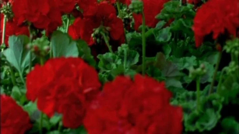 Notre Musique screenshot 7