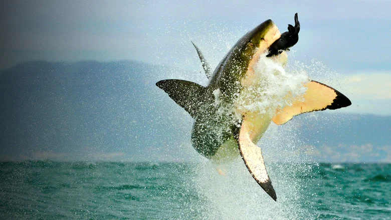 Shark Vs. Whale screenshot 6