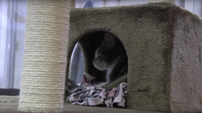 A Day at the Cat Cafe screenshot 1