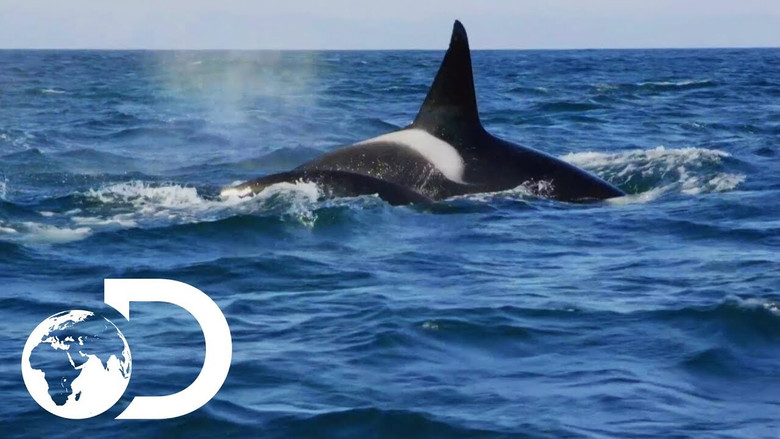 Killer Whales: the Mega Hunt screenshot 2