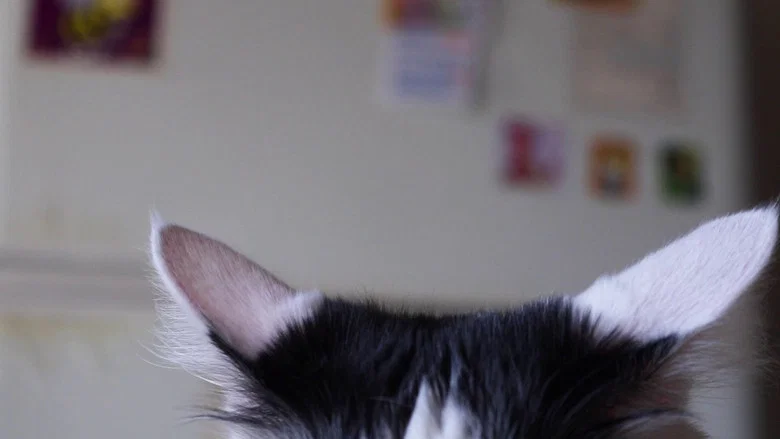 Celina y Chichi screenshot 1