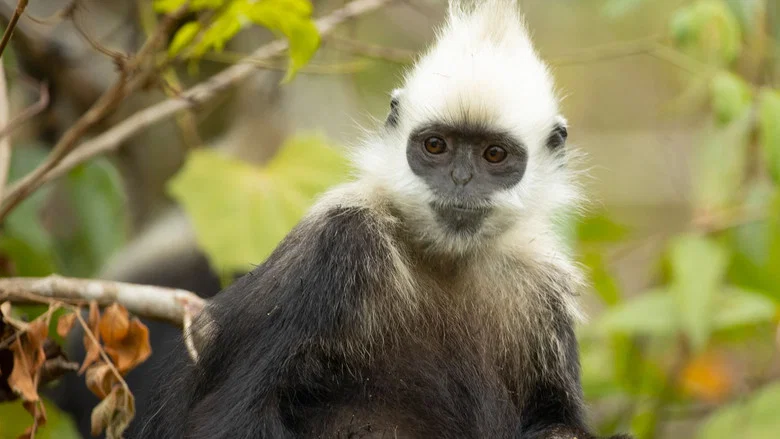China's Secret Monkey Kingdom screenshot 1