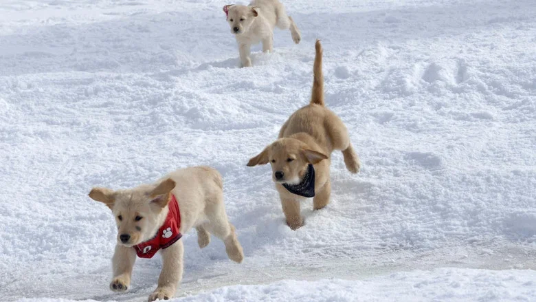 Snow Buddies screenshot 5