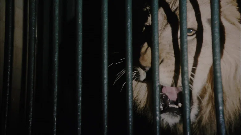 Wild Beasts screenshot 2
