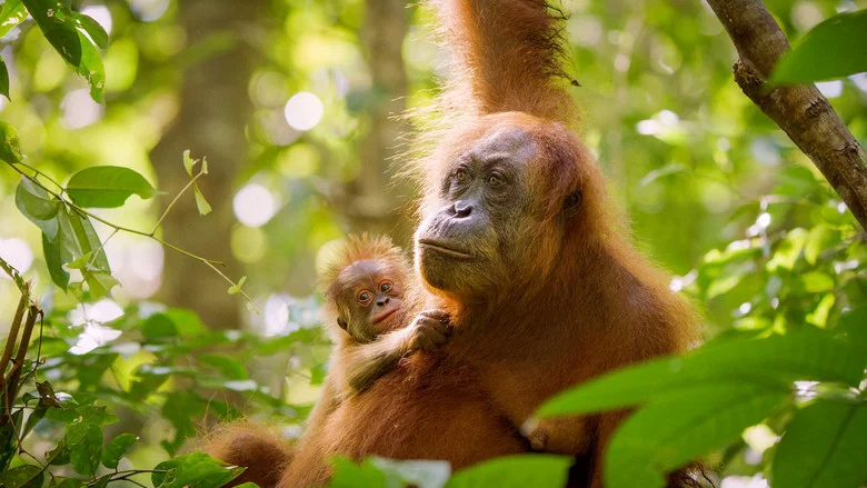 Secret Lives of Orangutans screenshot 3