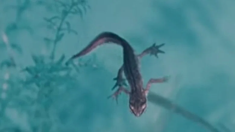 Life and Death in A Pond screenshot 1