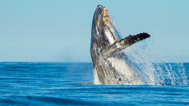 Shark Vs. Whale screenshot 4