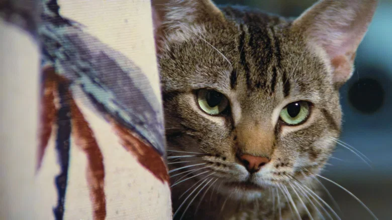 Cat's Eye screenshot 4