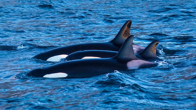 Killer Whales: the Mega Hunt screenshot 3