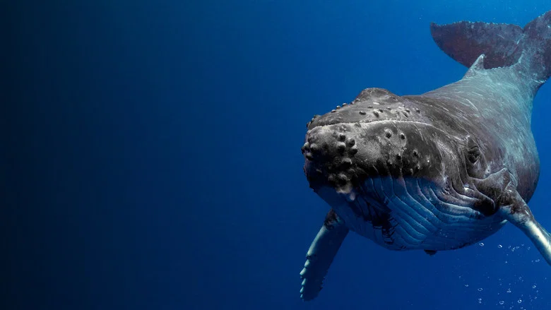 Shark Vs. Whale screenshot 3