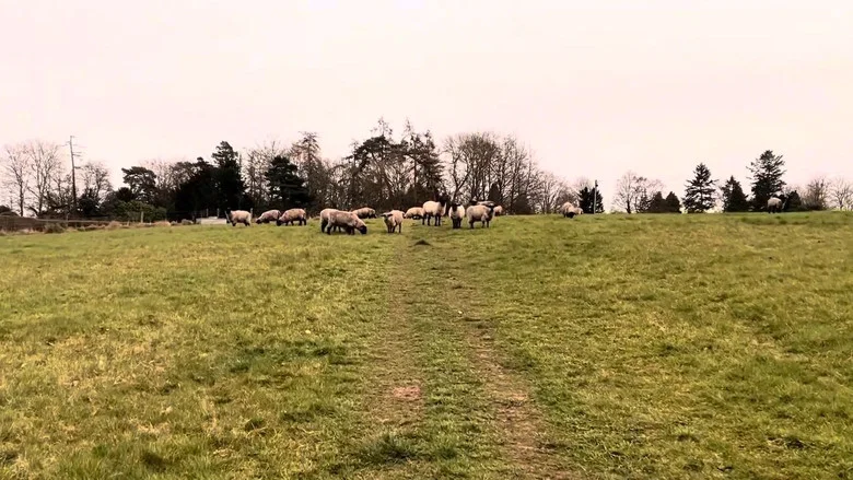 A Field of Sheep Part 2 screenshot 1