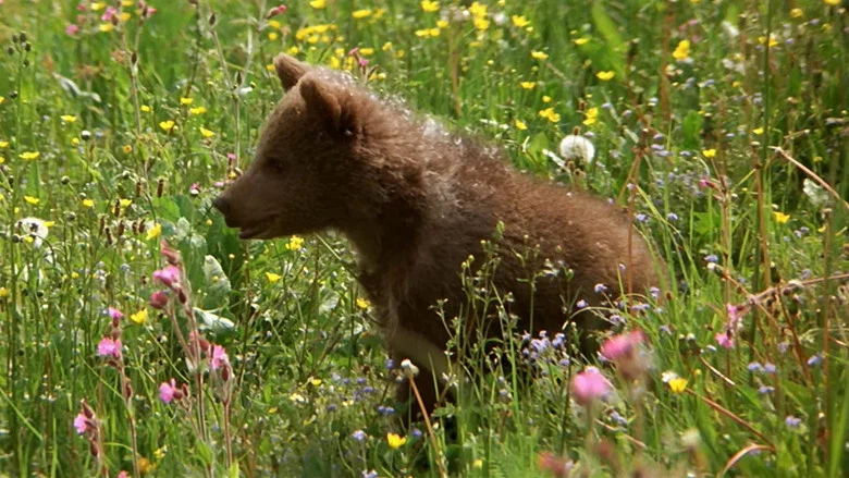 The Bear screenshot 4